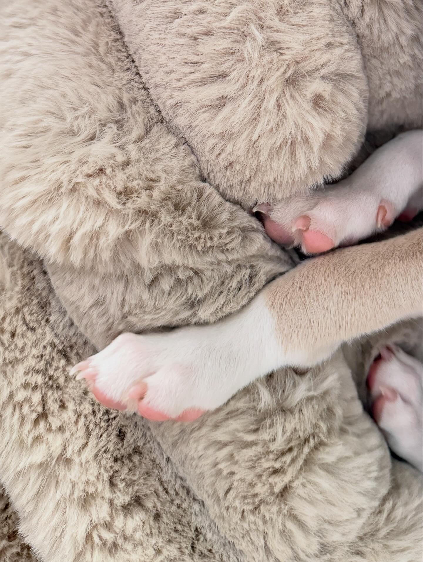 Faux Fur Blanket - Stone - Image 2